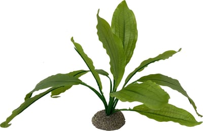 Aqua Della - Aquariumplanten (voeding) - Vissen - Echinodorus 2 24cm Groen - 1st