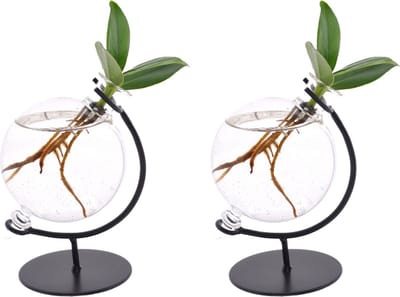 Plantenboetiek.nl | Clusia in Victoria Glas | 2 stuks - Ø5cm - 10cm hoog - Kamerplant - Groenblijvend - Multideal