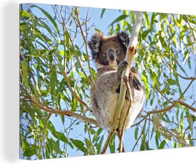 Canvas Schilderij Koala - Bladeren - Lucht - Kinderen - Jongens - Meiden - 30x20 cm - Wanddecoratie