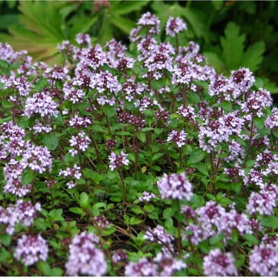 Kruiptijm (Thymus serpyllum) - Wilde tijm - Vaste planten - Bijen-Vlinders - Zomerbollen - bloeit in Juli / Augustus