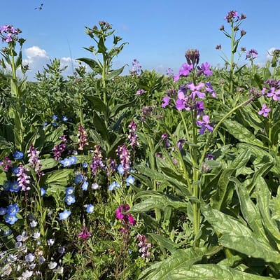 Renaissance - Veldbloemen Zaden Wilde Bloemen - 50 gram - 32 vierkante meter - Meerjarig