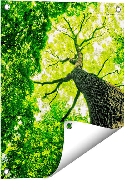 Gards Tuinposter Boom in het Bos met Fel Groene Bladeren - 40x50 cm - Tuindoek - Tuindecoratie - Wanddecoratie buiten - Tuinschilderij
