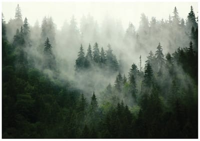 WALLARENA - Fotobehang - 350x250 cm - Fototapete van een bos in de mist voor de slaapkamer en woonkamer, vliesbehang