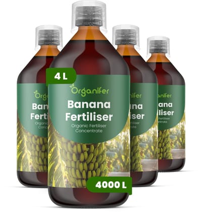 Vloeibare Meststof Voor Banaan 4X1 L Voor 4000 L - Npk 2-1-8 - Krachtige Groei - Tropisch Blad - Bladgrootte - Snelle Vegetatieve Ontwikkeling - Sterk Wortelstelsel - Hittebestendig - Felle Zon- Herstel Na Snoei - Organifer