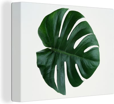 Canvas Schilderij Een groene botanische gatenplant - 80x60 cm - Wanddecoratie