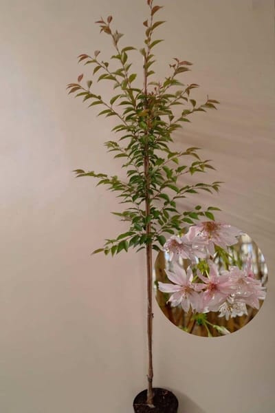 Jonge Winterbloeiende Sierkers boom | Prunus subhirtella 'Autumnalis' | 150-200cm hoogte