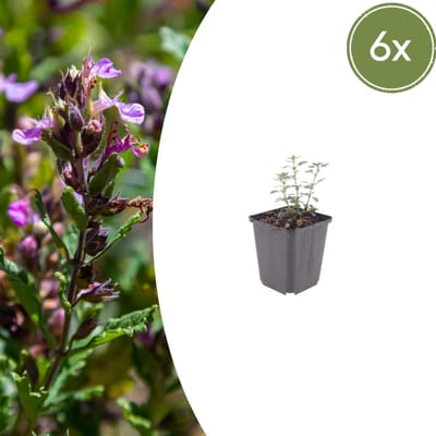 Tuinplantenshop.com | Teucrium lucidrys | 6 stuks - Ø9cm - 10-25cm hoog - Tuinplant