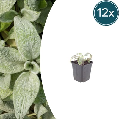 Tuinplantenshop.com | Stachys byzantina 'Silver Carpet' | 12 stuks - Ø9cm - 10-25cm hoog - Tuinplant