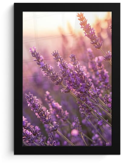 Poster in lijst - Fotolijst 20x30 cm - Posters - Lavendel - Paars - Zonlicht - Posterlijst zwart - Decoratie - Wanddecoratie woonkamer - Muurdecoratie slaapkamer