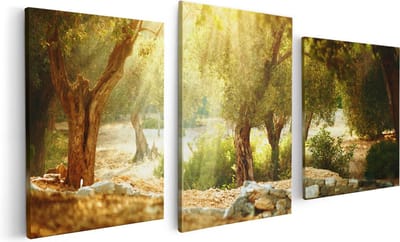 Artaza Canvas Schilderij Drieluik Olijfbomen - Olijfboomgaard - 120x60 cm - Wanddecoratie Woonkamer - Schilderijen - Muurdecoratie