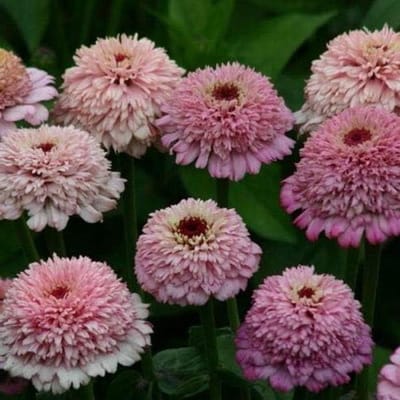Semi Freschi - Zinnia - Zinderella Lilla - 20 Semi