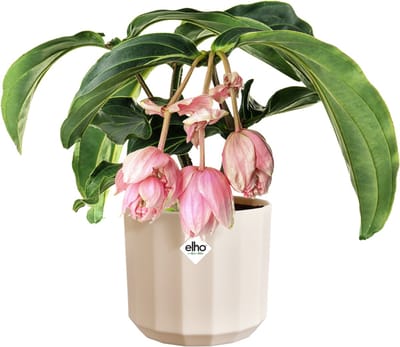 Elho Facet Rond 17cm - Bloempot voor Binnen - 100% Gerecycled Plastic - Ø 16.6 x H 14.9 cm - Amandelroze