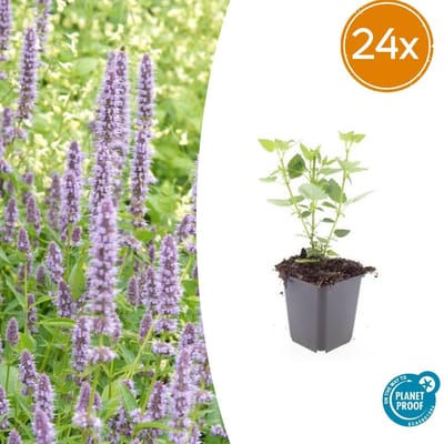Tuinplantenshop.com | Agastache 'Blue Fortune' | 24 stuks - Ø9cm - 10-25cm hoog - Tuinplant