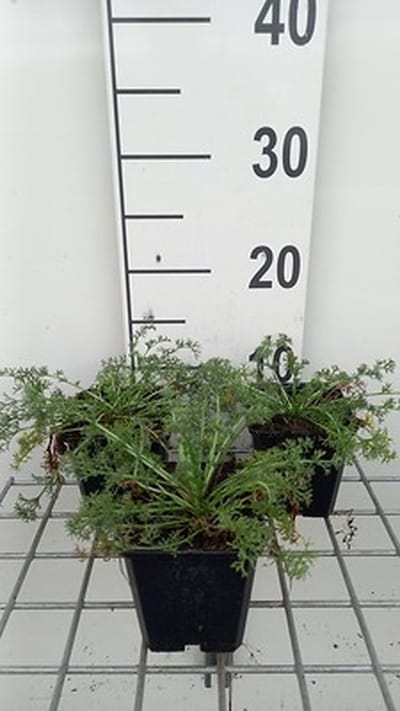 6x Marokkaanse kamille - Anacyclus depressus 'Gnom' | 9x9 cm pot