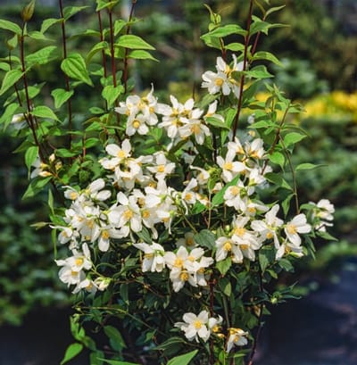 Plants Online - Tuinplanten - Heesters - Set van 1 - Philadelphus 'Mont Blanc' - 3 liter pot - Plant 40-50 cm