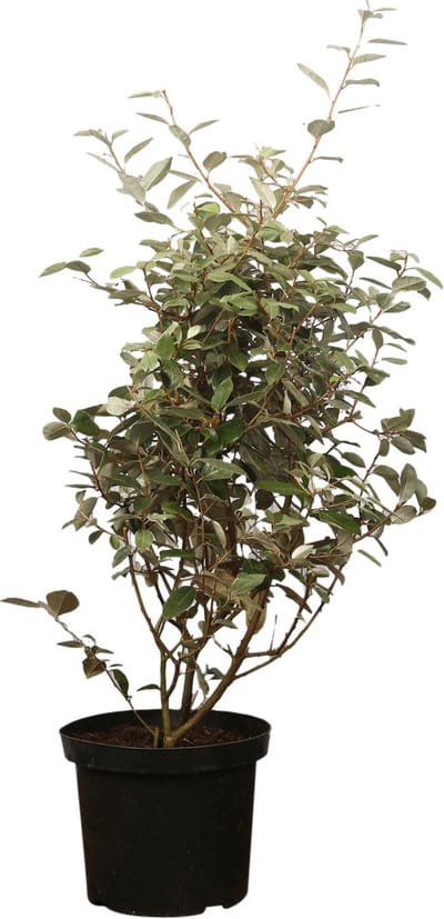 Plants Online - Haagplanten - Heesters - Olijfwilg, Zilverbes - Pot 60-80 cm - set van 10 - Bloeiende plant - Geschikt voor tuinen aan zee - Grootbladig - Vruchtdragend - Wintergroen