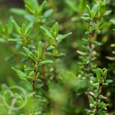 Tijm zaden biologisch (Thymus vulgaris) 0.1 g
