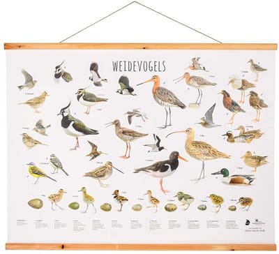 CJ Wildlife - Weidevogels wandposter - Getekend door Elwin van der Klok - Poster vogels - Cadeau