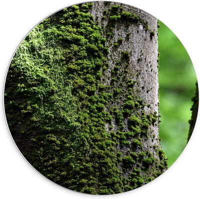 Forex Wandcirkel - Mos op Boom - 70x70cm Foto op Wandcirkel (met ophangsysteem)