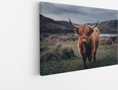 Saammp Canvas Schilderij - Schotse Hooglander Koe in de wei - Schotland - Dieren - Portret - 45x30 - Foto op canvas - Wanddecoratie - muurdecoratie Woonkamer - Slaapkamer decoratie - Canvas Print