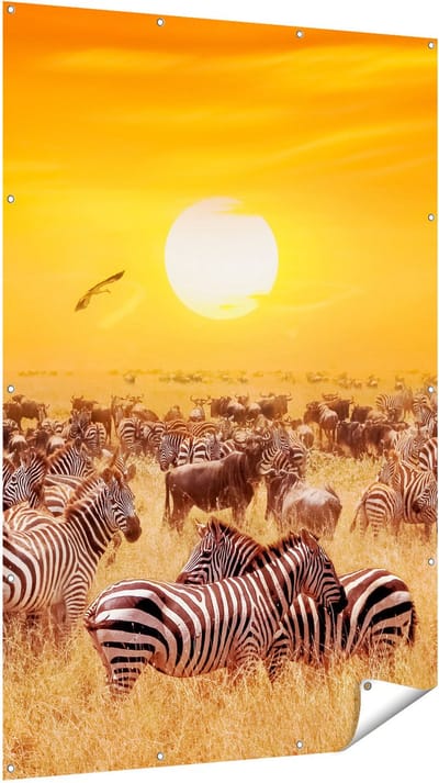 Gards Tuinposter Kudde Zebra's bij een Oranje Zonsondergang - 120x180 cm - Tuindoek - Tuindecoratie - Wanddecoratie buiten - Tuinschilderij