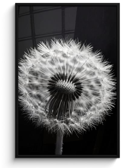 Poster in lijst - Fotolijst 80x120 cm - Posters - Paardenbloem - Zwart - Wit - Posterlijst zwart - Decoratie - Wanddecoratie woonkamer - Muurdecoratie slaapkamer