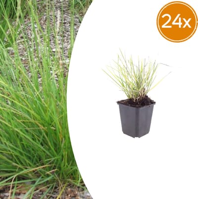Tuinplantenshop.com | Sesleria autumnalis | 24 stuks - Ø9cm - 10-25cm hoog - Tuinplant