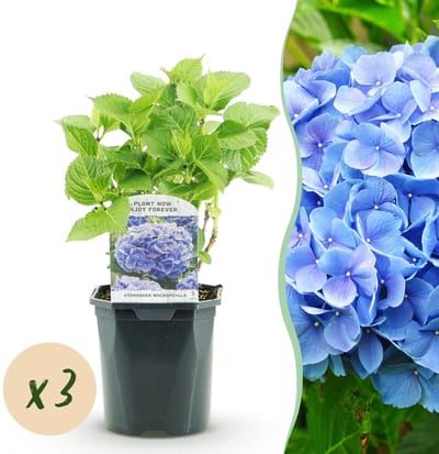 Green boutiQ - Hortensia - Hydrangea macrophylla Blue - Bloem Blauw - 3 Planten - 1m2 - Bladverliezend - Weinig Onderhoud - Pot 17cm Hoogte 30cm