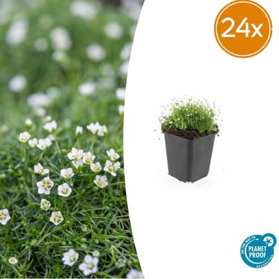 Trendyplants - Sagina subulata - 24 stuks - Vetmuur - Winterhard - Hoogte 10-30 cm - Potmaat Ø9cm
