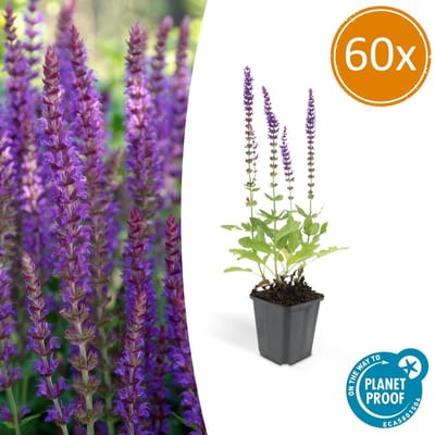 Tuinplantenshop.com | Salvia nem. 'Ostfriesland' | 60 stuks - Ø9cm - 10-25cm hoog - Tuinplant