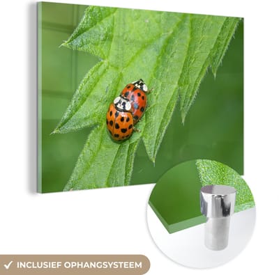 ® Glasschilderij 180x120 cm - Schilderij acrylglas - Twee parende lieveheersbeestjes op een brandnetel - Foto op glas - Muurdecoratie woonkamer - Wanddecoratie slaapkamer - Schilderijen