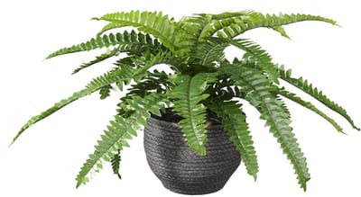 Kunstplant Nephrolepis H35cm in mand zwart – HTT Decorations kunstplanten
