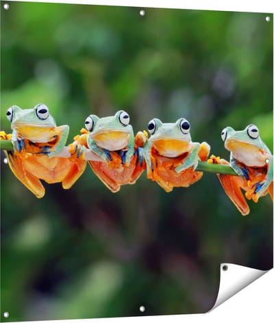 Gards Tuinposter Groep Kikkers op een Tak - 100x100 cm - Tuindoek - Tuindecoratie - Wanddecoratie buiten - Tuinschilderij