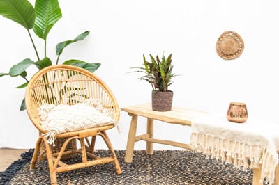 Calathea Elgergrass - 35cm