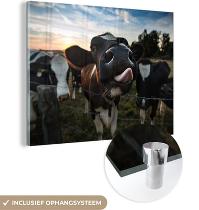 MuchoWow® Glasschilderij 40x30 cm - Schilderij acrylglas - Koe - Dieren - Natuur - Uitstekende tong - Foto op glas - Schilderijen