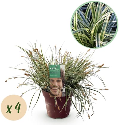 Green boutiQ - Siergrassen - Carex oshimensis Everest - Wit en Groen - 4 Planten - Bladhoudend - Weinig Onderhoud - Pot 17cm Hoogte 50cm