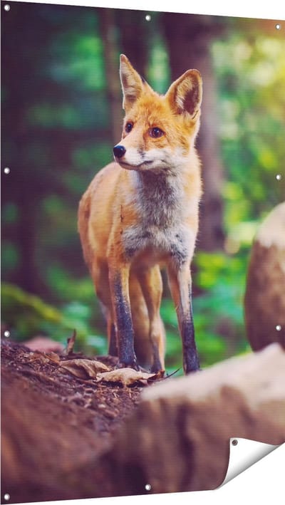 Gards Tuinposter Vos in het Bos bij Stenen - 100x150 cm - Tuindoek - Tuindecoratie - Wanddecoratie buiten - Tuinschilderij