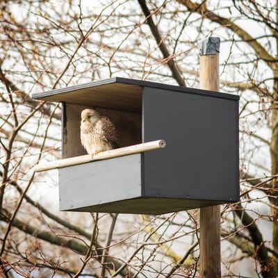 CJ Wildlife Nestkast voor Torenvalk & Holenduif - Nestkastje - Houten Vogelhuisje - FSC-gecertificeerd - Grijs