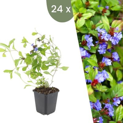 Plants by Frank | 24 loodkruid planten | Ceratostigma plumbaginoides | Winterharde bodembedekker planten | tuinplanten | Winterharde vaste planten meerjarig | Winterharde tuinplanten