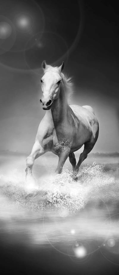 Horses  Photo Wallcovering