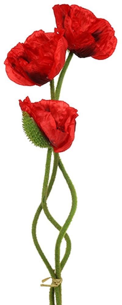 Klaproos rood 58cm - 74cm 3 st