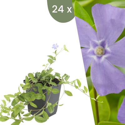Plants by Frank | 24 Blauwe Maagdenpalm planten | Vinca minor | Winterharde bodembedekker planten | tuinplanten | Winterharde vaste planten meerjarig | Winterharde tuinplanten