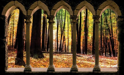 Forest Trees Nature Photo Wallcovering