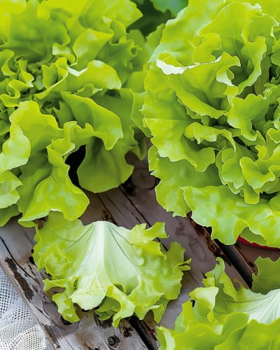 Pluksla Zaden Australische Gele Lactuca Sativa Eenjarig