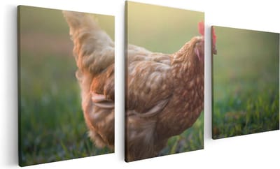 Artaza Canvas Schilderij Drieluik Kip in het Gras - 120x60 - Foto Op Canvas - Canvas Print