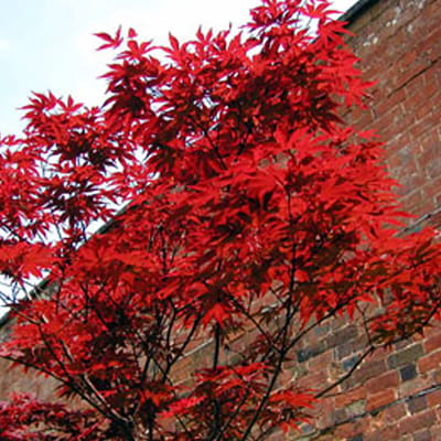 Rode Japanse Esdoorn - Acer palmatum 'Atropurpureum' - 30-40 cm