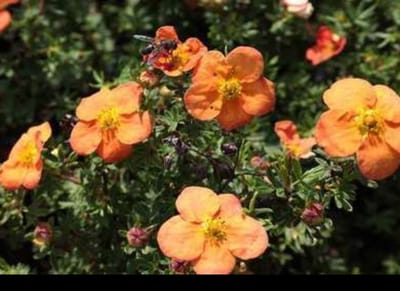 2 x Potentilla frut. 'Red Ace' - Struikganzerik, Heesterganzerik, Vijfvingerkruid 20- 25 cm in pot