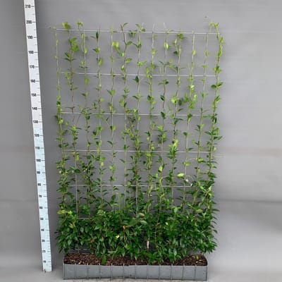 Green Harmony | Trachelospermum - Toscaanse Jasmijn - Kant-en-Klaar Haag - 120 x 180 cm
