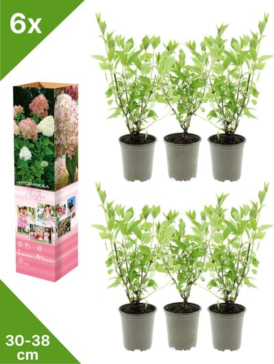 GARDENZO - 6x Hydrangea pan. 'Phantom' (Pluimhortensia) - in P9 Pot