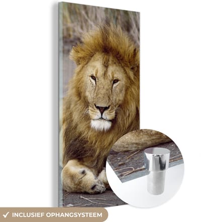 MuchoWow® Glasschilderij 20x40 cm - Schilderij acrylglas - Leeuw - Afrika - Dier - Foto op glas - Schilderijen